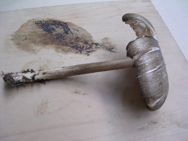 CLITOCYBE NEBULARIS = LEPISTA NEBULARIS